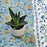  House plant in a white pot placed on the corner of a green tablecloth with a floral motif